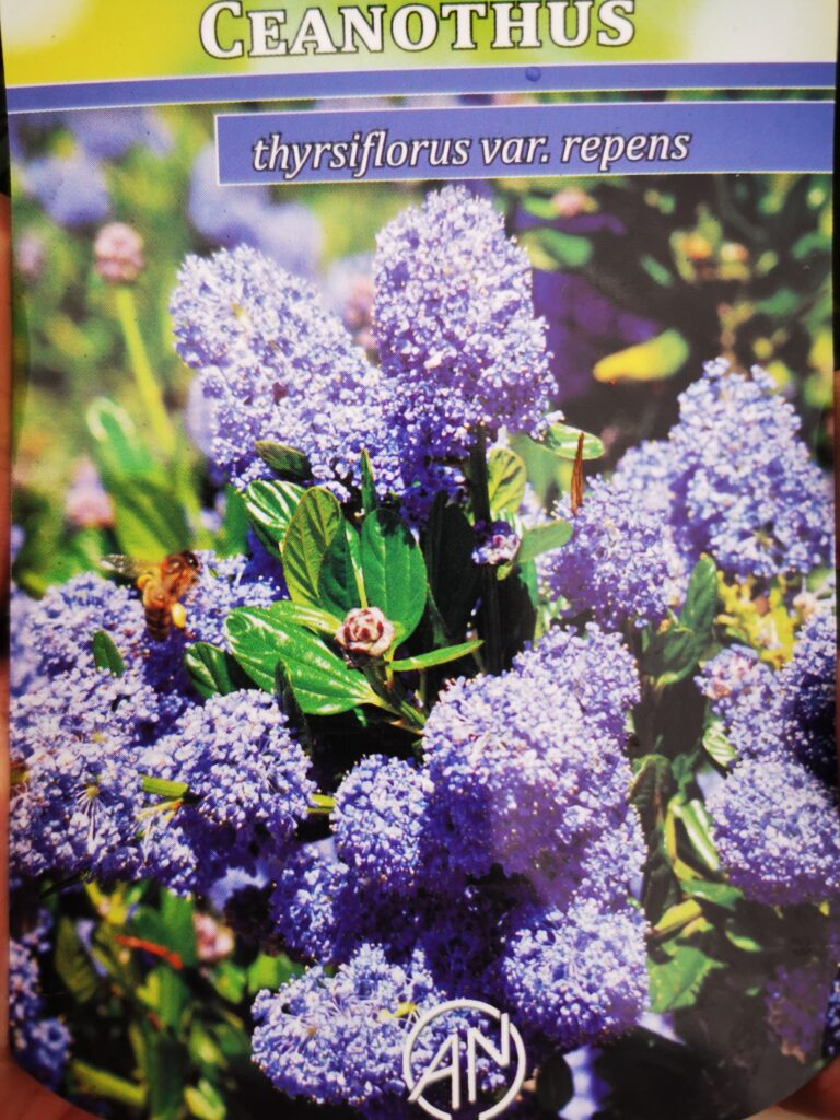 Sklep roslinyabramczuk.pl