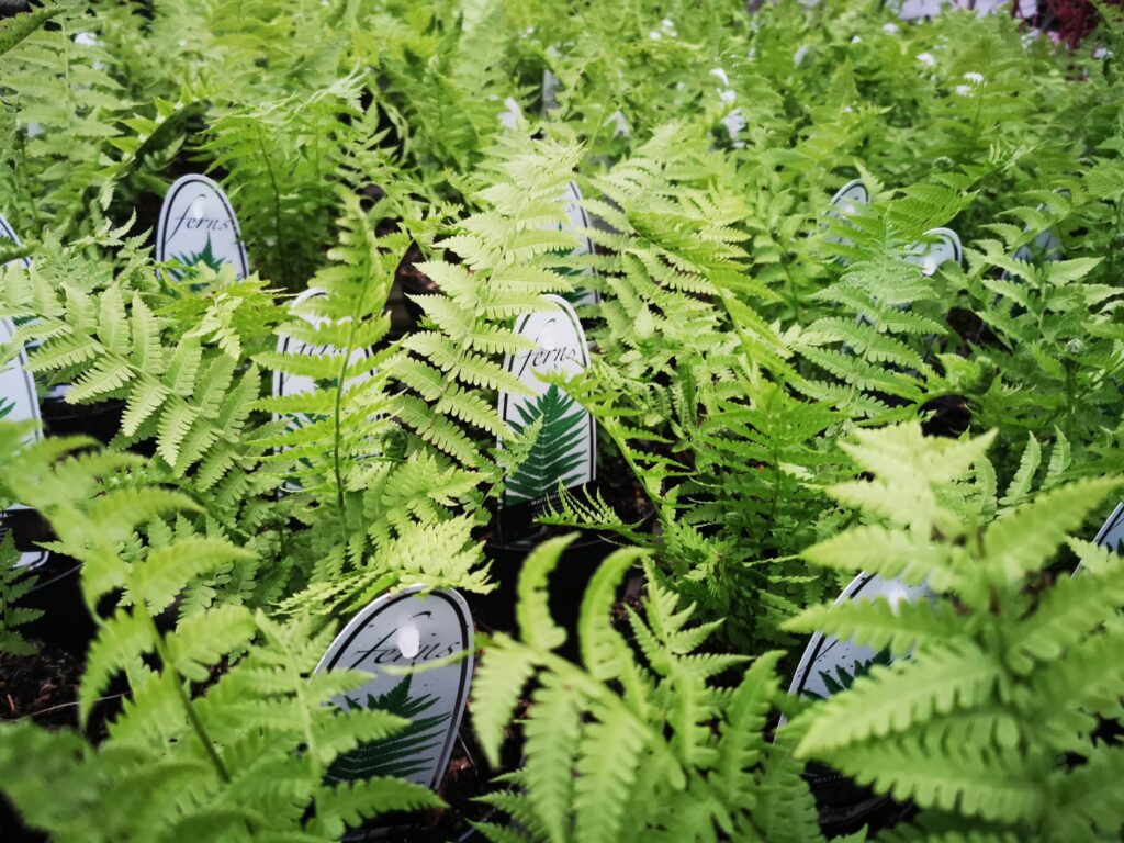 Sklep roslinyabramczuk.pl