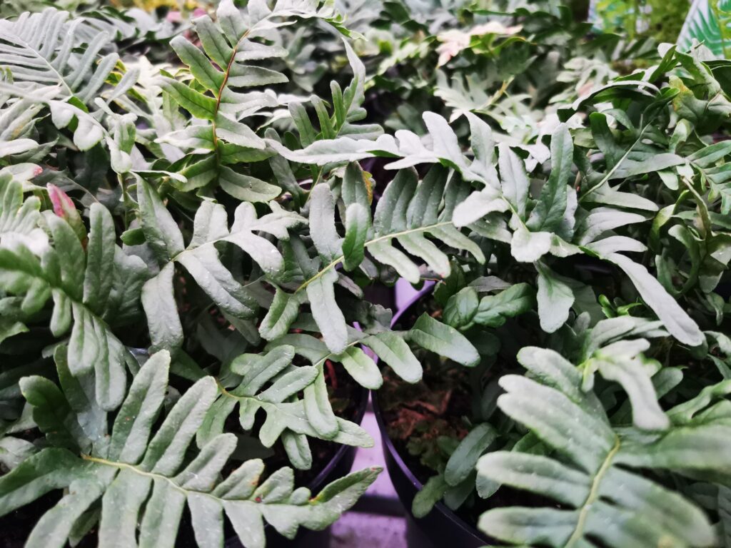 Sklep roslinyabramczuk.pl