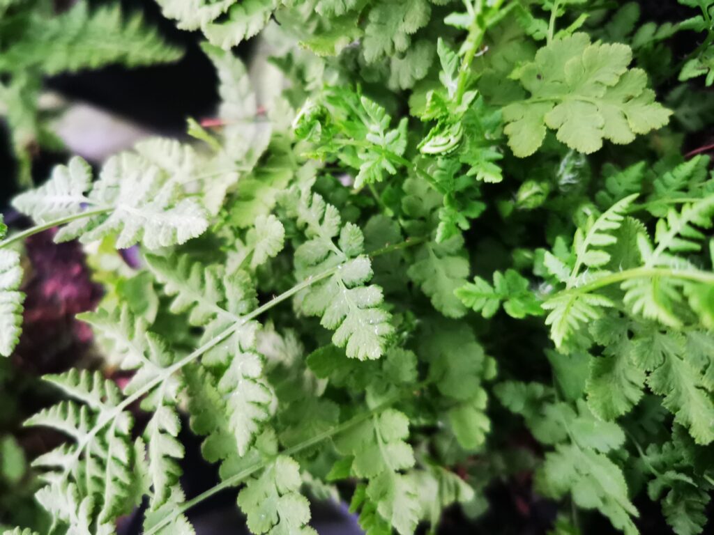 Sklep roslinyabramczuk.pl