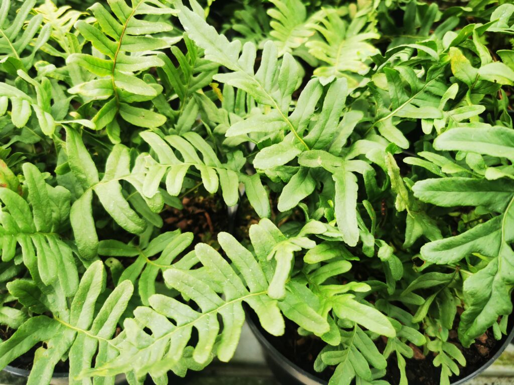 Sklep roslinyabramczuk.pl