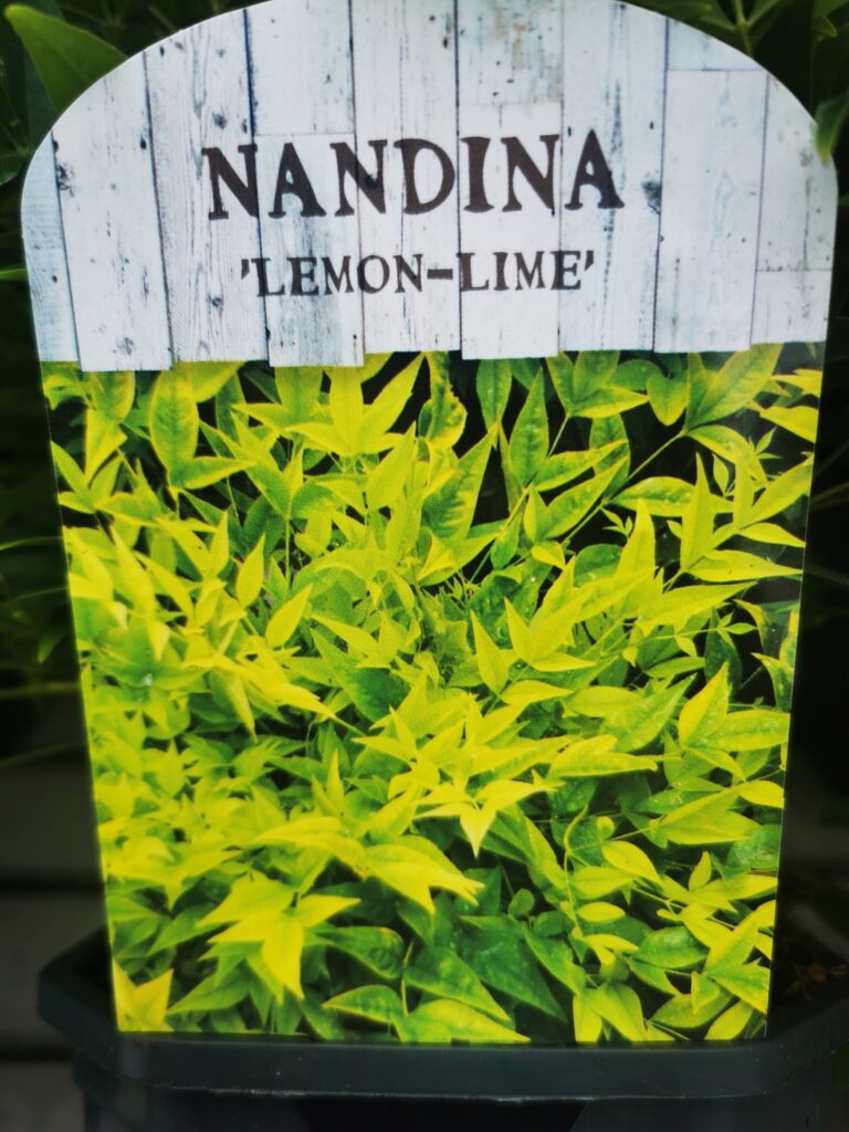 Sklep roslinyabramczuk.pl