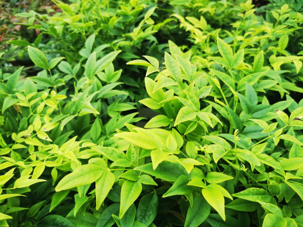 Sklep roslinyabramczuk.pl