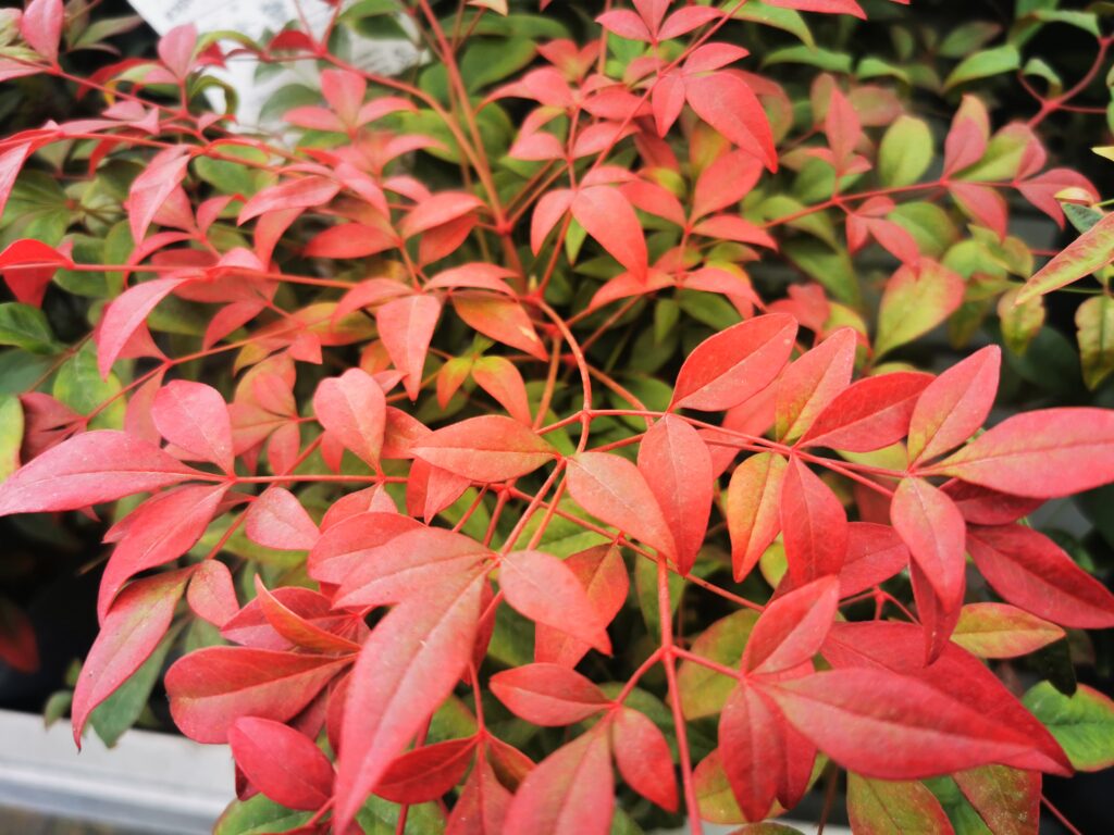 Sklep roslinyabramczuk.pl