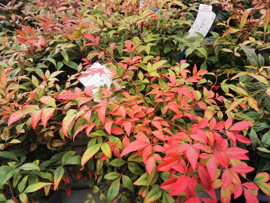 Sklep roslinyabramczuk.pl