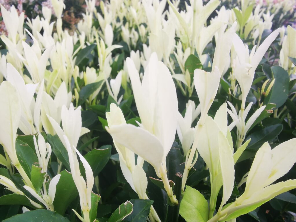 Sklep roslinyabramczuk.pl