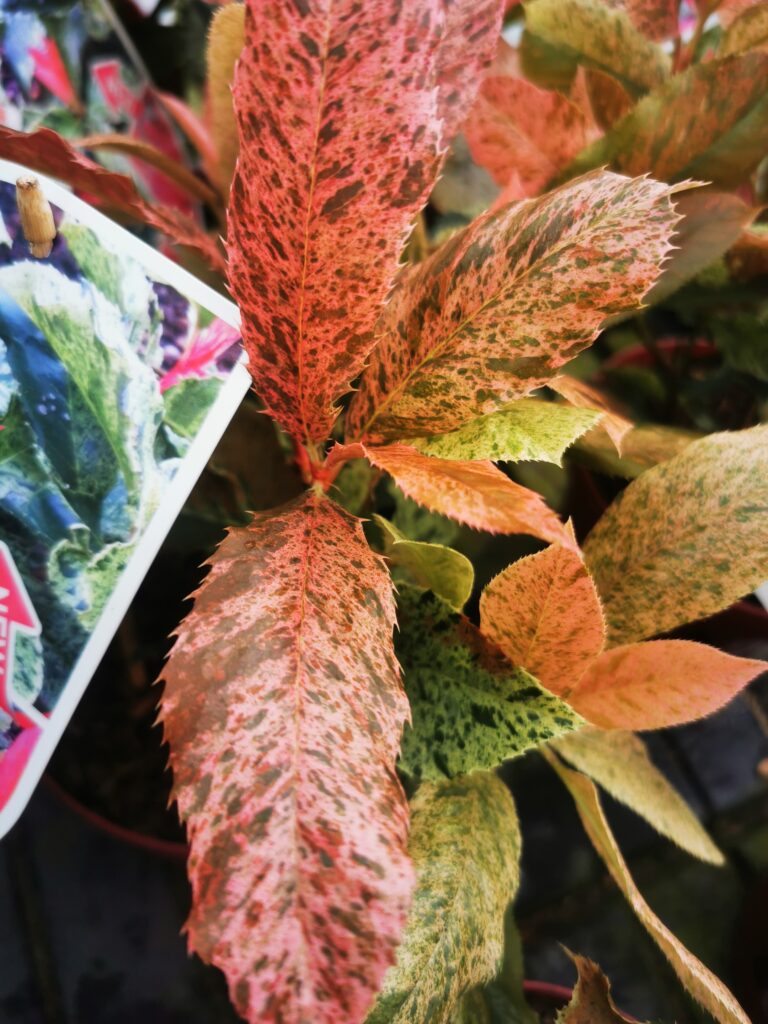 Sklep roslinyabramczuk.pl