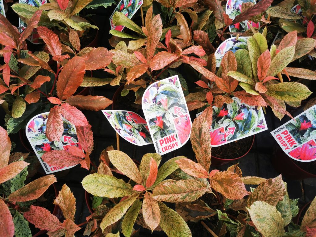 Sklep roslinyabramczuk.pl