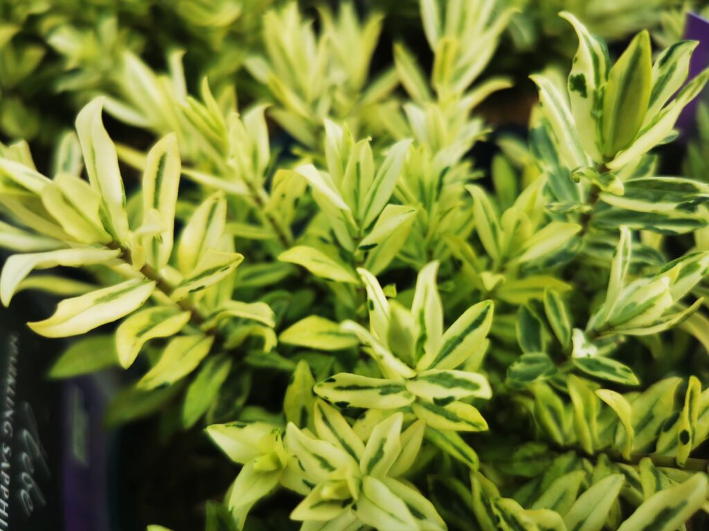 Sklep roslinyabramczuk.pl