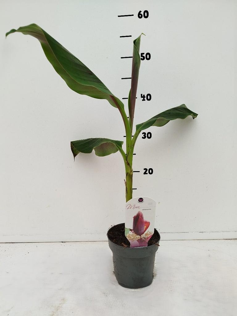 Musa sikkimensis- Bananowiec Red Tiger - obrazek 3