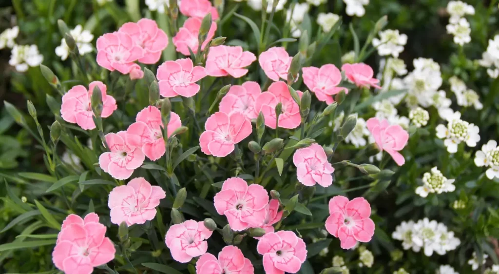 Sklep roslinyabramczuk.pl