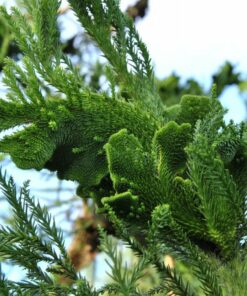 Cryptomeria jap. - Kryptomeria jap. szydlica jap. Cristata
