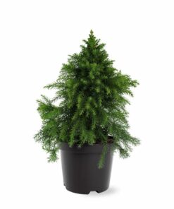 Alternative view of Cryptomeria jap. - Kryptomeria japońska Monstrosa Nana