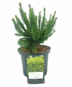 Cryptomeria japonica - Szydlica japońska Dinger