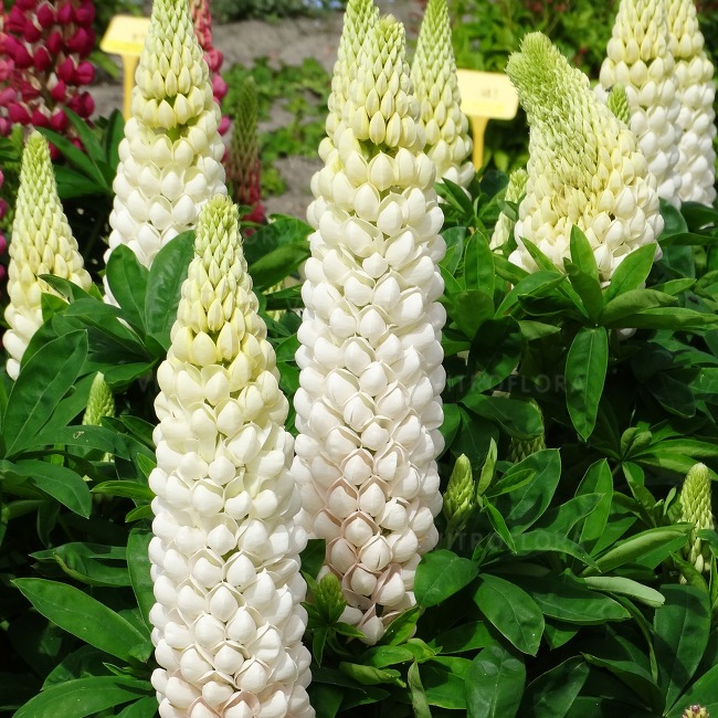 Sklep roslinyabramczuk.pl