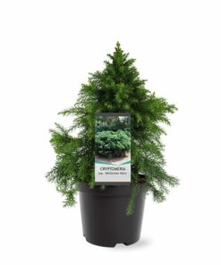 Cryptomeria jap. - Kryptomeria japońska Monstrosa Nana