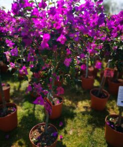 Bougainvillea - Bugenwilla na Pniu