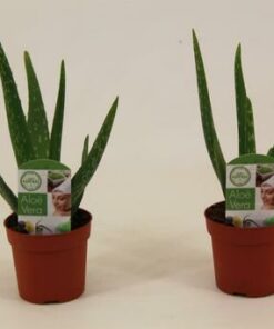 Aloe vera - Aloes leczniczy