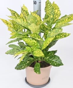 Aucuba japonica - Aukuba japońska Variegata