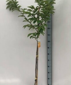 Diospyros kaki - Hurma wschodnia