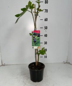Ficus carica - Figowiec właściwy Brown Turkey