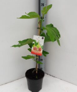 Ficus carica - Figowiec właściwy
