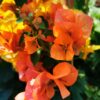 Bougainvillea - Bugenwilla Orange