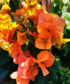 Bougainvillea - Bugenwilla Orange