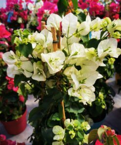 Bougainvillea - Bugenwilla White