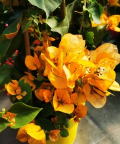 Bougainvillea - Bugenwilla Yellow