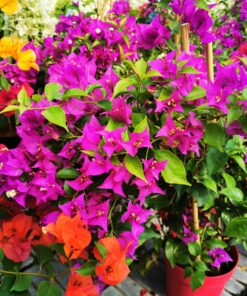 Bougainvillea - Bugenwilla Purple