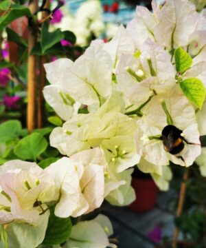 Alternative view of Bougainvillea - Bugenwilla White