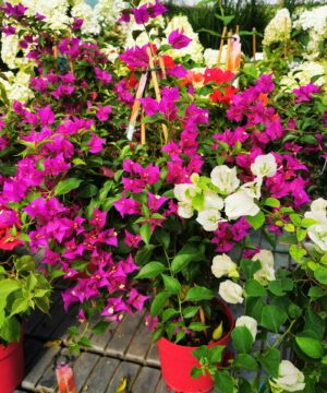 Alternative view of Bougainvillea - Bugenwilla Purple