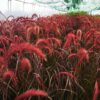 Pennisetum x advena- Rozplenica Obca Rubrum