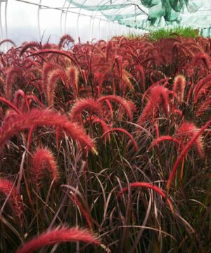 Pennisetum x advena- Rozplenica Obca Rubrum
