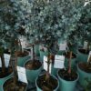 Eucalyptus gunnii - Eukaliptus górski na Pniu