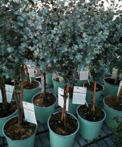 Eucalyptus gunnii - Eukaliptus górski na Pniu