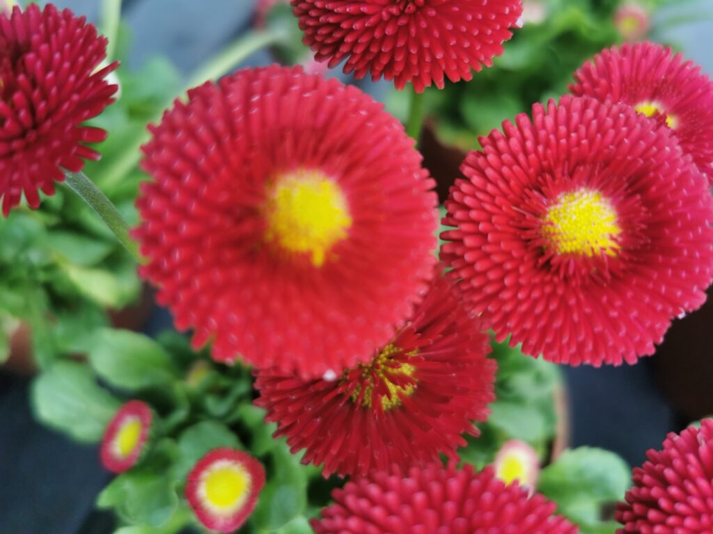 Sklep roslinyabramczuk.pl