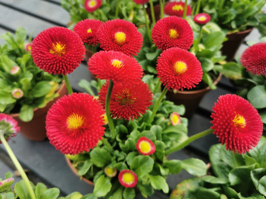 Sklep roslinyabramczuk.pl