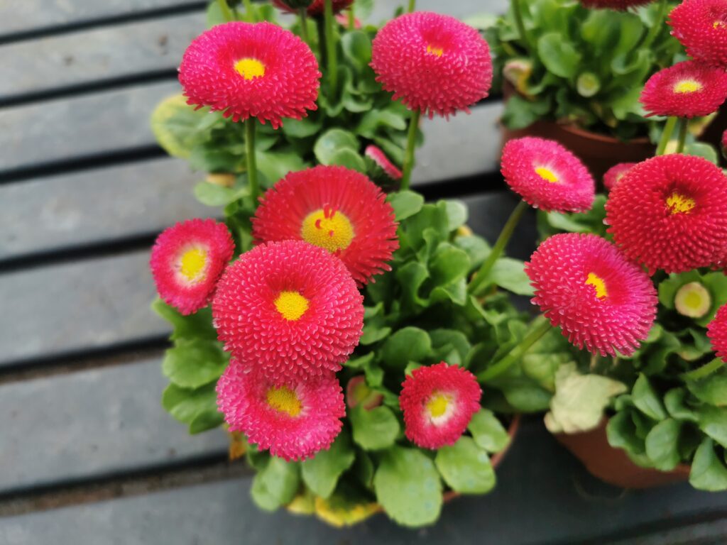 Sklep roslinyabramczuk.pl