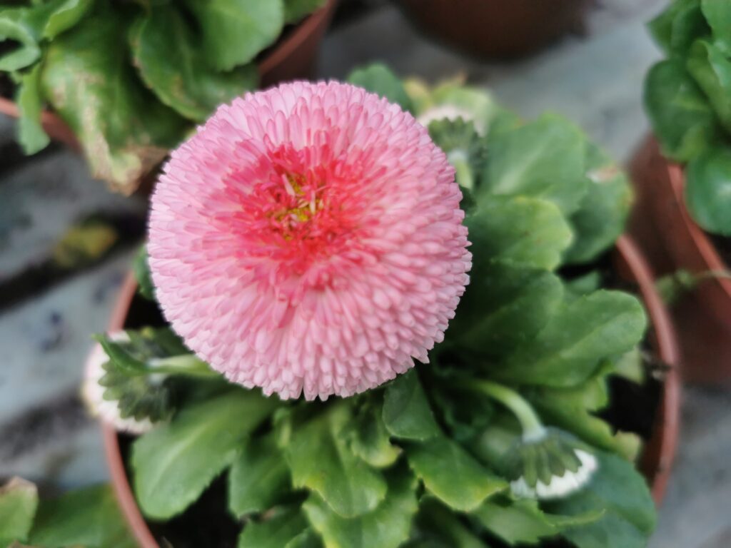 Sklep roslinyabramczuk.pl