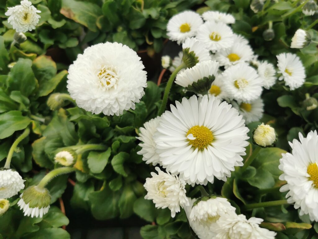 Sklep roslinyabramczuk.pl