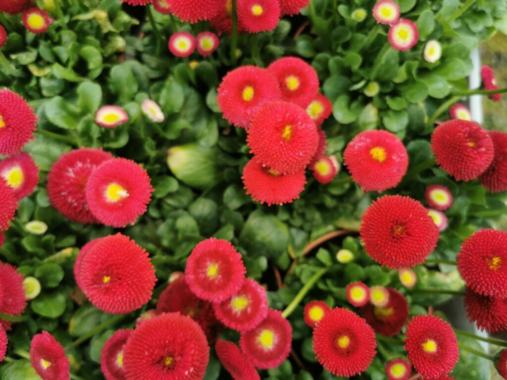 Sklep roslinyabramczuk.pl