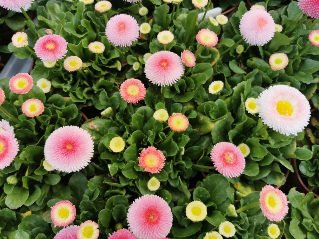 Sklep roslinyabramczuk.pl