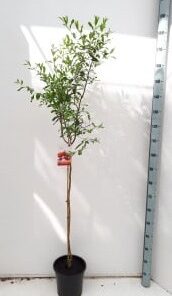 Punica Granatum - Granat właściwy