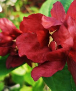 Calycanthus floridus - Kielichowiec wonny Hartlage wine