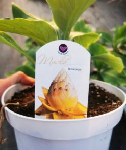Musella lasiocarpa - Bananowiec lasiocarpa