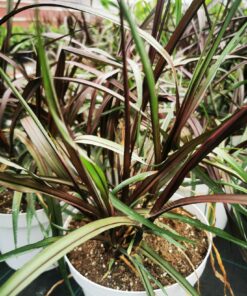 Pennisetum purpureum - Rozplenica słoniowa Vertigo Wysyłki od 5.05.25 do 31.05.25