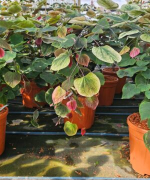 Cercis canadensis - Judaszowiec kanadyjski Carolina Sweetheart 70-90cm Doniczka 12L