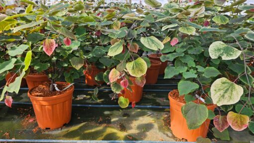 Cercis canadensis - Judaszowiec kanadyjski Carolina Sweetheart 70-90cm Doniczka 12L